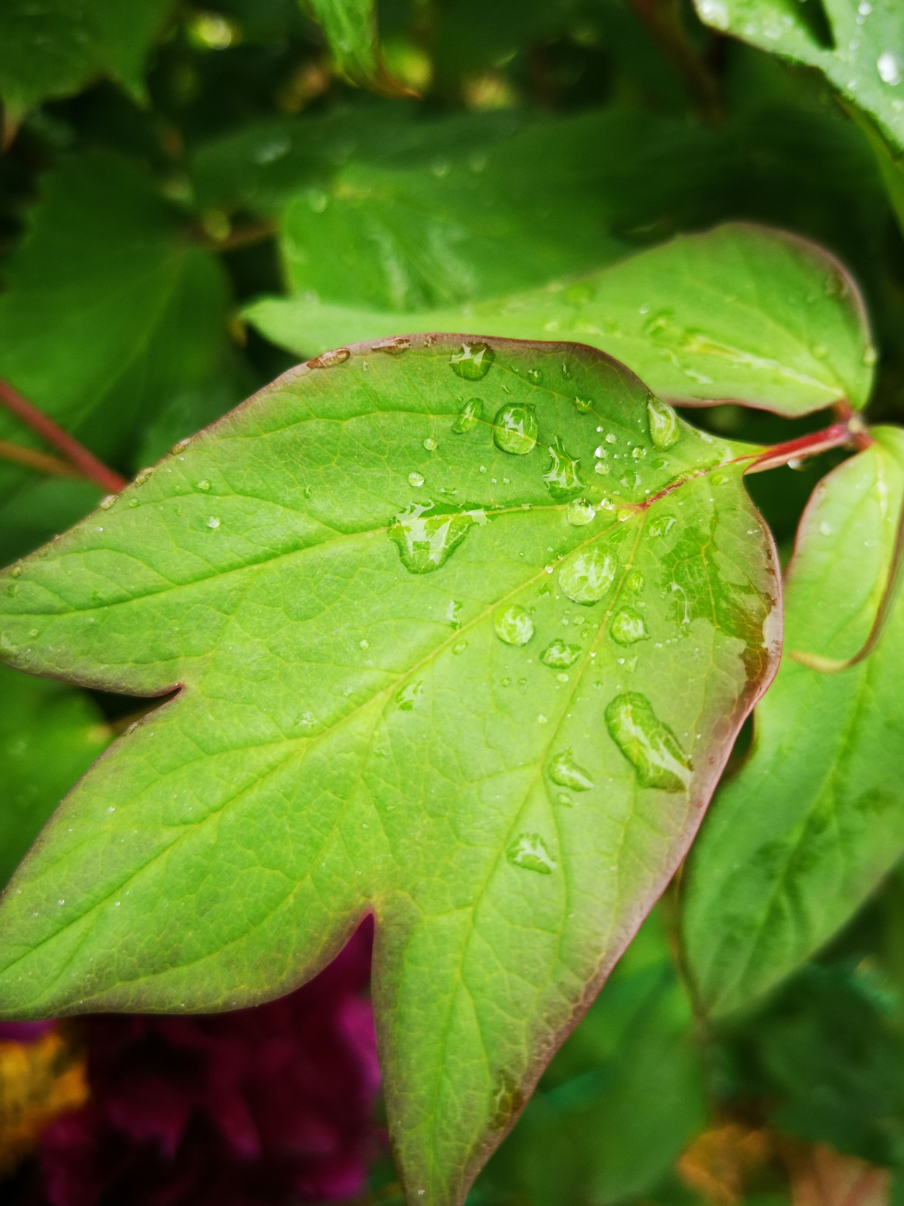 春天到了,叶子的绿色渐渐呈现出来,刚下过雨后的叶子占满雨水,呈现出