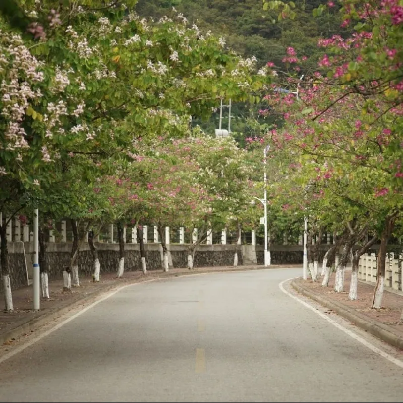 廣州南方學院原中山大學南方學院