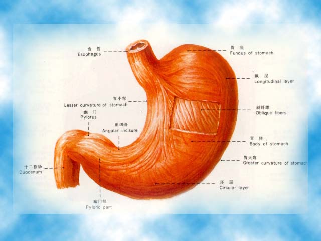 胃溃疡原因图片