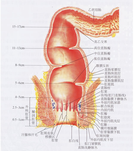 痔疮的知识信息汇总