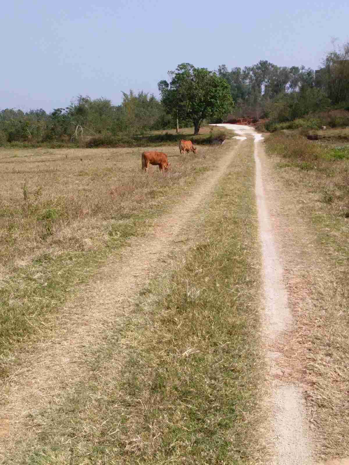 乡村的小路